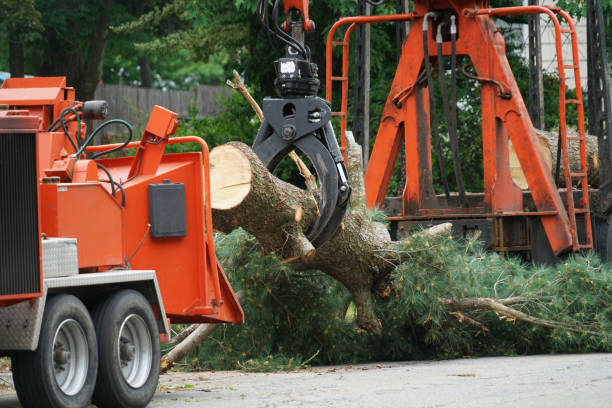 Best Root Management and Removal  in Harlan, KY