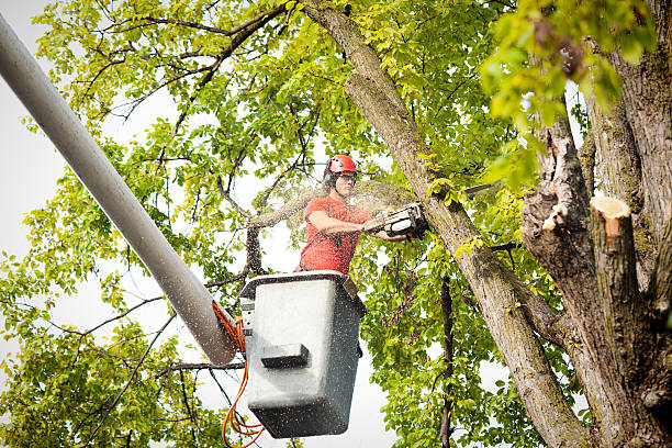 Best Tree Risk Assessment  in Harlan, KY